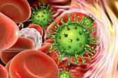 Human cytomegaloviruses in blood, illustration