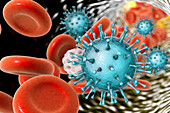 Human cytomegaloviruses in blood, illustration