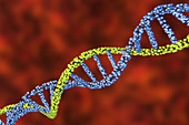 DNA molecule, illustration