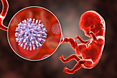 HIV infecting human embryo, illustration