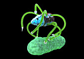 Medical nanorobot fighting with bacterium, illustration