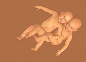 Twin babies, illustration
