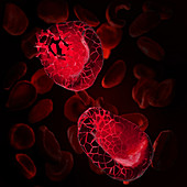 Disintegrating red blood cells, illustration