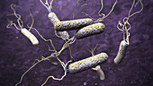 Cholera bacteria, illustration