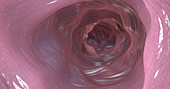 Interior of colon, illustration