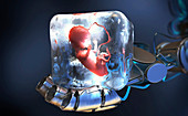 Frozen foetus, conceptual illustration
