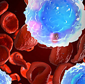 White and red blood cells, illustration