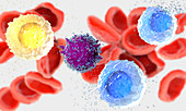 White and red blood cells, illustration