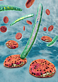 Malaria, illustration