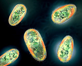 Protozoa, illustration