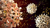 B cells and antibodies, illustration