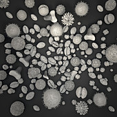 Pollen grains, illustration