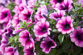 Petunia Viva ® 'Purple Vein'