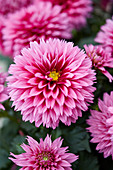 Dahlia Labella ® Maggiore Deep Rose