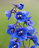 Delphinium 'Bella Andes Blue'