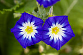 Convolvulus tricolor 'Royal Ensign'