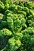 Kale in the field