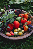Frische Tomaten, Basilikum und Salbei in Schüssel im Garten