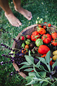 Tomatoes and basil in a bowl outdoor in the garden on grass