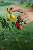Red and yellow tomatoes in hands outdoor, in the garden