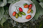 Rote und grüne Tomaten in Keramikschüssel im Garten