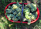 White grapes in basket