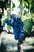 Ripe red grapes on a vine