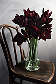 Bouquet of 'Black Pearl' Amaryllis