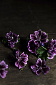 Blüten der dunklen Weg-Malve (Malva neglecta)