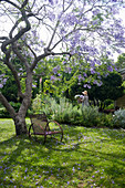 Violett blühender Baum in idyllisch sommerlichen Garten
