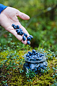 Hand holding fresh, ripe blueberries