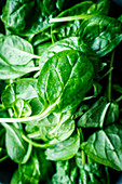 Fresh spinach