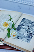Rosenblüten im alten Buch