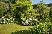 Garten mit blühenden Hortensien