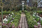 Early spring in the cottage garden with daffodils