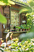 Töpfe mit Funkien am Gartenhaus