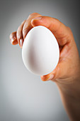 A hand holding a white egg