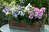 Madagascar periwinkle 'Lavender Blue Halo' 'Pink' 'White' in wooden box