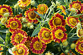 Sonnenbraut 'Rotgold', Blütezeit Juli - September, Wuchshöhe 80 cm