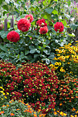 Red-yellow summer bed with Helenium 'salsa' 'smoky topaz' and dahlias