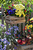 Holzkiste mit Paprika, Herbstchrysantheme und Stiefmütterchen am Gartenzaun
