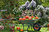 Wheelbarrow with freshly harvested pumpkins, basket with apples