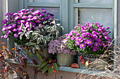 Zinc planter with autumn asters, noble sage, and sedum plant on a windowsill