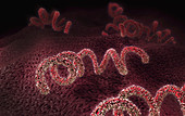 Syphilis bacteria, illustration
