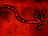 Ebola virus, illustration