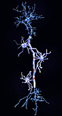 Pyramidal neurons and myelin sheaths, illustration