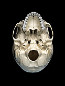 Human skull viewed from below, illustration