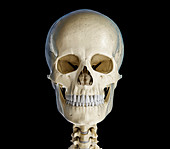 Human skull, illustration