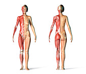 Female skeletal and muscular systems, illustration