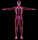 Male muscular and skeletal systems, illustration